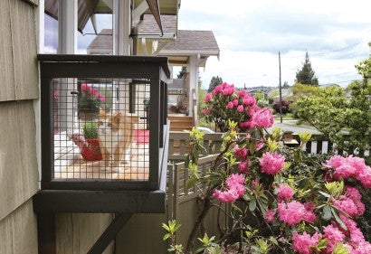 cat in windowbox catio