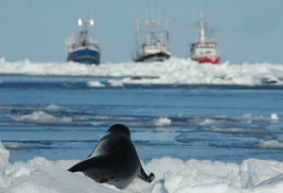 Young harp seal facing sealing vessels as Canada's seal hunt approaches.