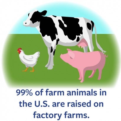 99% of farm animals are raised on factory farms.