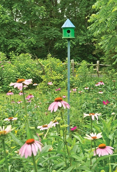Lush field of native plants and flowers and a bird house