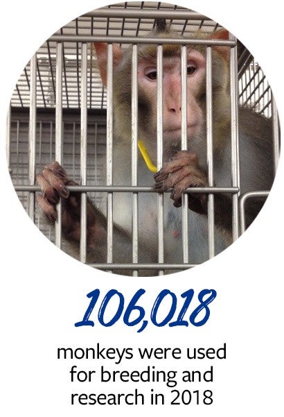 106,018 monkeys were used for breeding and research in 2018