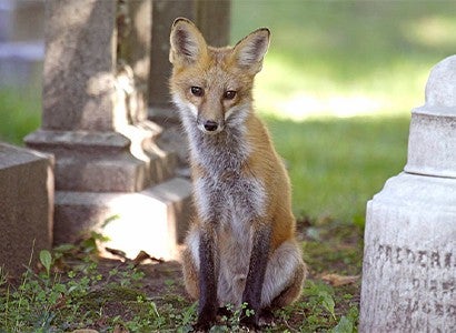 fox in a sunny cemetery looking at the camera