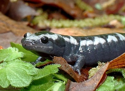 marbled salamander in leaf litter