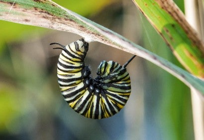 Yellow and black stripped caterpillar curled up before it creates its chrysalis