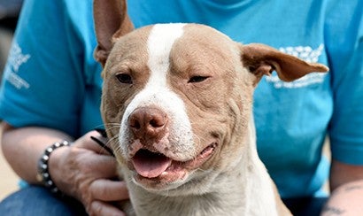 Winston the pit bull, who recovered from being covered with porcupine quills