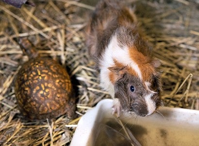 A guinea pig and small turtle share a filty cage