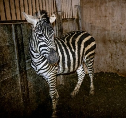 Zuko the zebra standing on layers of waste in his stall.
