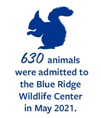 630 animals were admitted to the Blue Ridge Wildlife Center in May 2021.