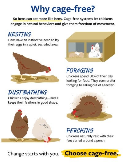 Infographic on cage-free chickens