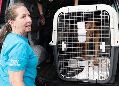 An HSUS volunteer helps with rescue transport of a dog in a crate