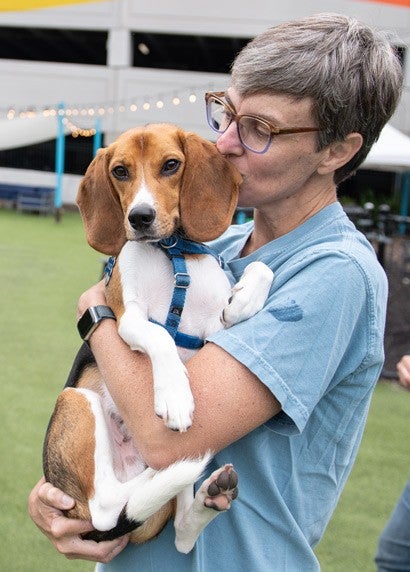 Buzz the beagle being held by his owner.