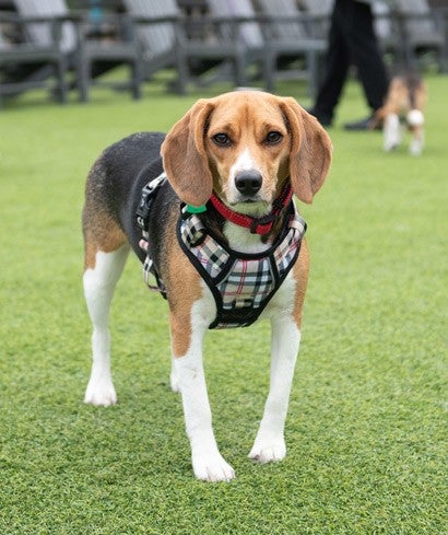 Lola the beagle