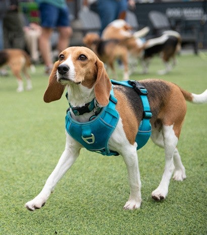 Matcha the beagle