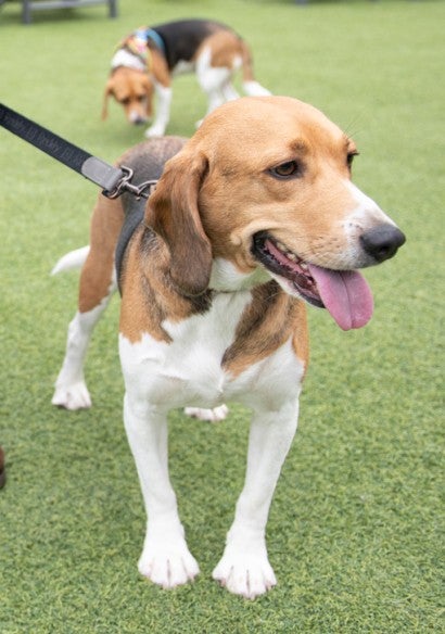 Rudy the beagle