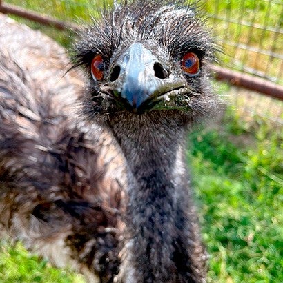 Sparkie the Emu