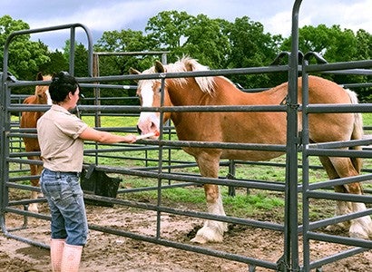  Margo, a Belgian mare rescued from the Premarin industry, during a Positive Reinforcement Training session with one of her caregivers