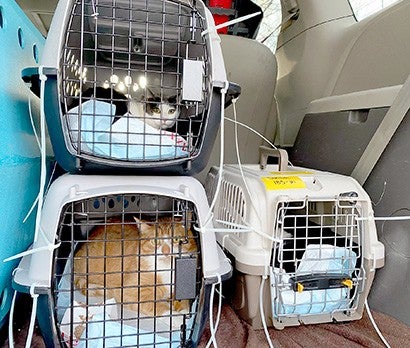 Three cats in crates in the back of a car.