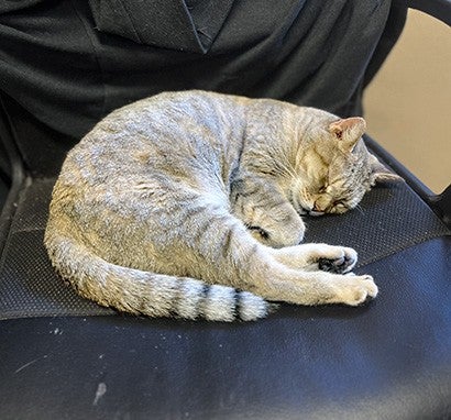 Felicia the farm cat curled up napping on an office chair.