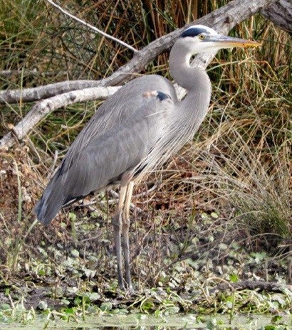 blue heron stands in water near brush