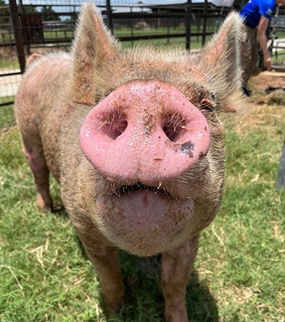 Maggie the pig investigates photographer before getting bathed
