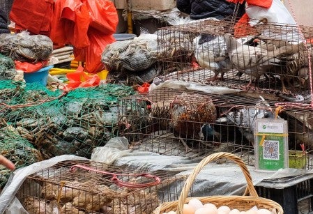 Live animals in cages at a wet market in China