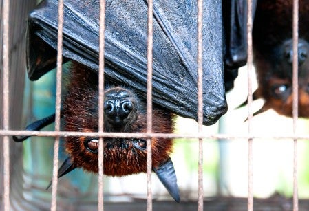 Bats hanging upside down in a cage at a wildlife market in Indonesia to be sold for food