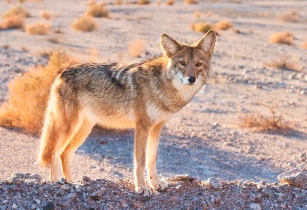 Coyote in Death Valley National Park