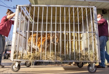 Elsa the tiger in a cage on wheels being moved to her new home