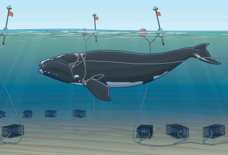 Illustration showing how right whales get entangled in the fishing lines of lobster ctraps.