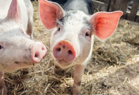 young piglets Patsy & Saffron play in Summer sunshine in their enclosure at Pigs In The Wood sanctuary for pigs 