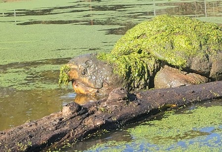 Captured in a rare photo,  an alligator snapping turtle nicknamed “the kraken” surfaces in a sanctuary pond. 