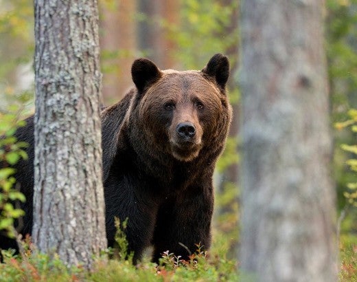 Brown bear, sometimes confused for grizzly bears, in a green forest