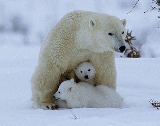 polar bear and her cubs
