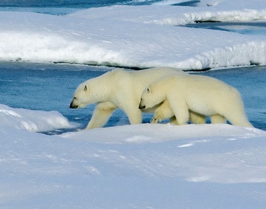 polar bears walking