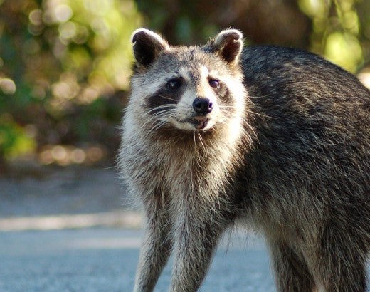 Raccoon standing in the road