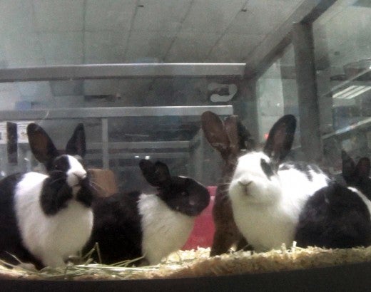 Petland rabbits on display