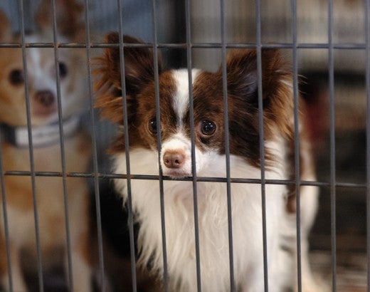 Two dogs suffering on a puppy mill farm