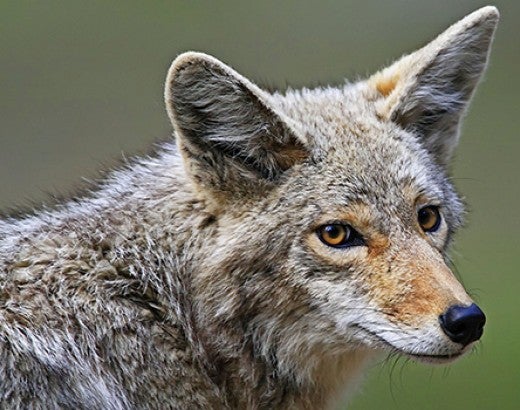 Portrait of a wild coyote