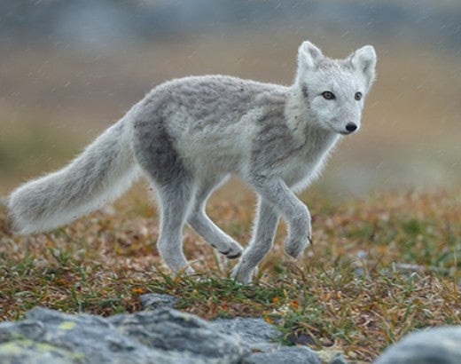 A wild arctic fox running