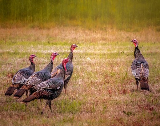 Wild turkeys in a field