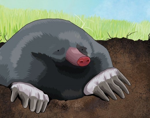 Illustration of a mole peeking out of a burrow