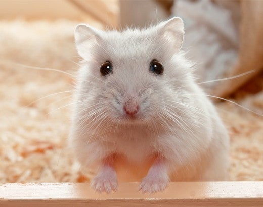 pet hamster looking at the camera with soulful eyes