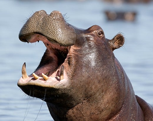 Content hippo in river calling out for mate