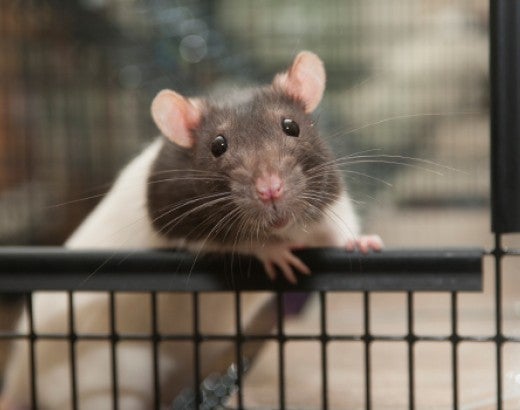 a rat leans over the opening to its cage