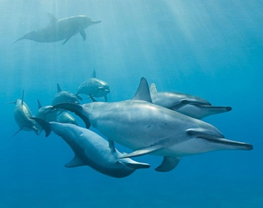 spinner dolphins swimming together
