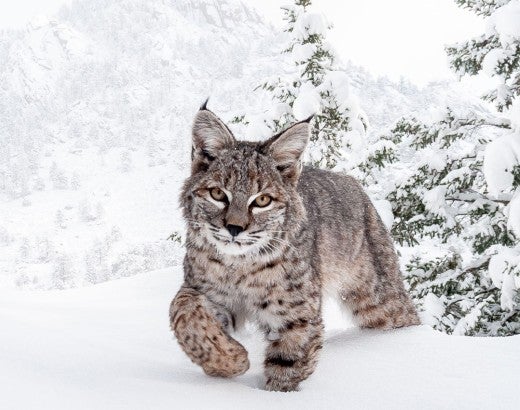 Bobcat in snow