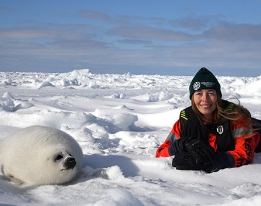 Harp seal nursery in the Gulf of St. Lawrence, Canada