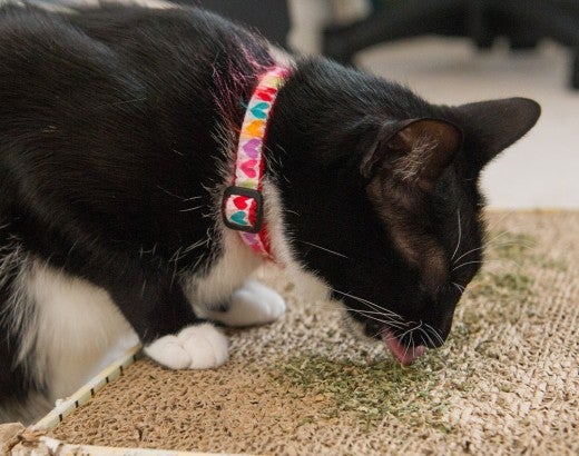 What is catnip? Can cats eat catnip? A black and white cat licks catnip left on a cardboard toy