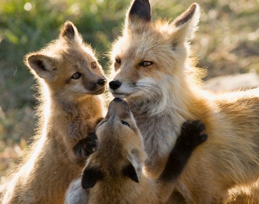 Mother fox nursing several kits
