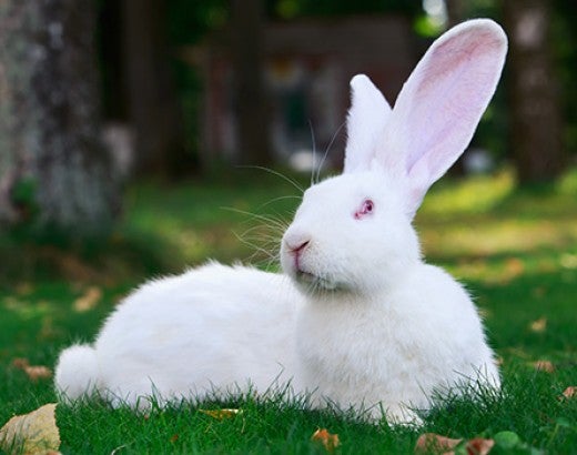 White rabbit lying on green grass